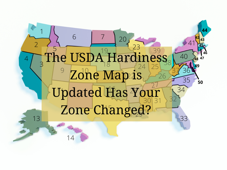 The new USDA Hardiness Zone Map was released in late 2023, see if your zone has changed.