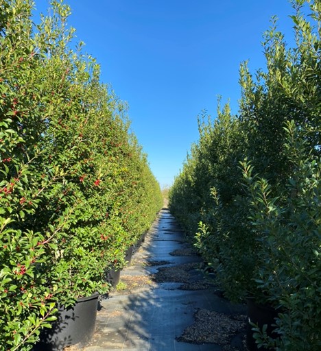 gandy nursery trees